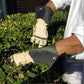 Rose Gardening - Men's